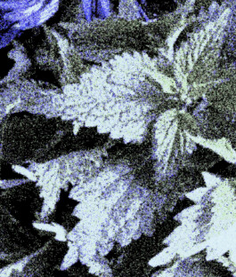 Stephanie Stern Artist, Kunst