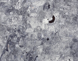 Stephanie Stern Artist, Kunst